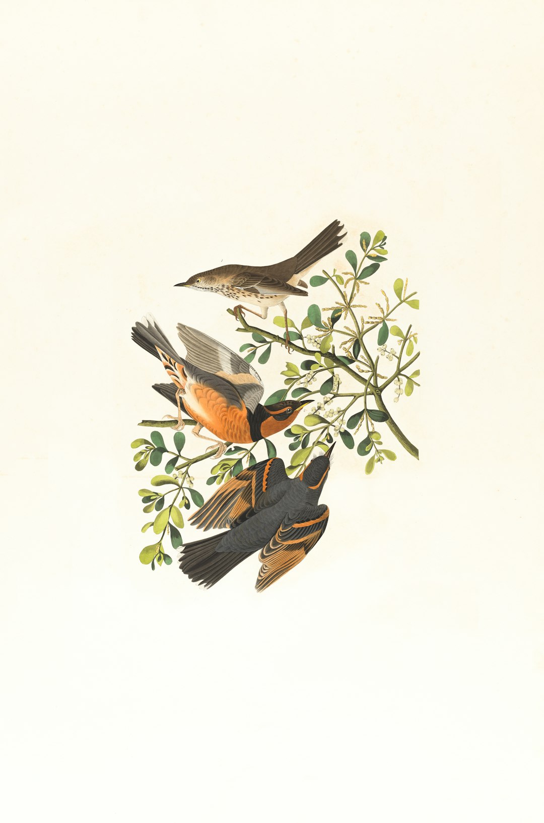 Mountain mocking bird,Varied thrush, male & female,Orpheus montanus. Artist:
Audubon, John James, 1785-1851 https://ark.digitalcommonwealth.org/ark:/50959/9s16d744d Please visit Digital Commonwealth to view more images: https://www.digitalcommonwealth.org.
by Gamification Hub brown and black bird on green plant