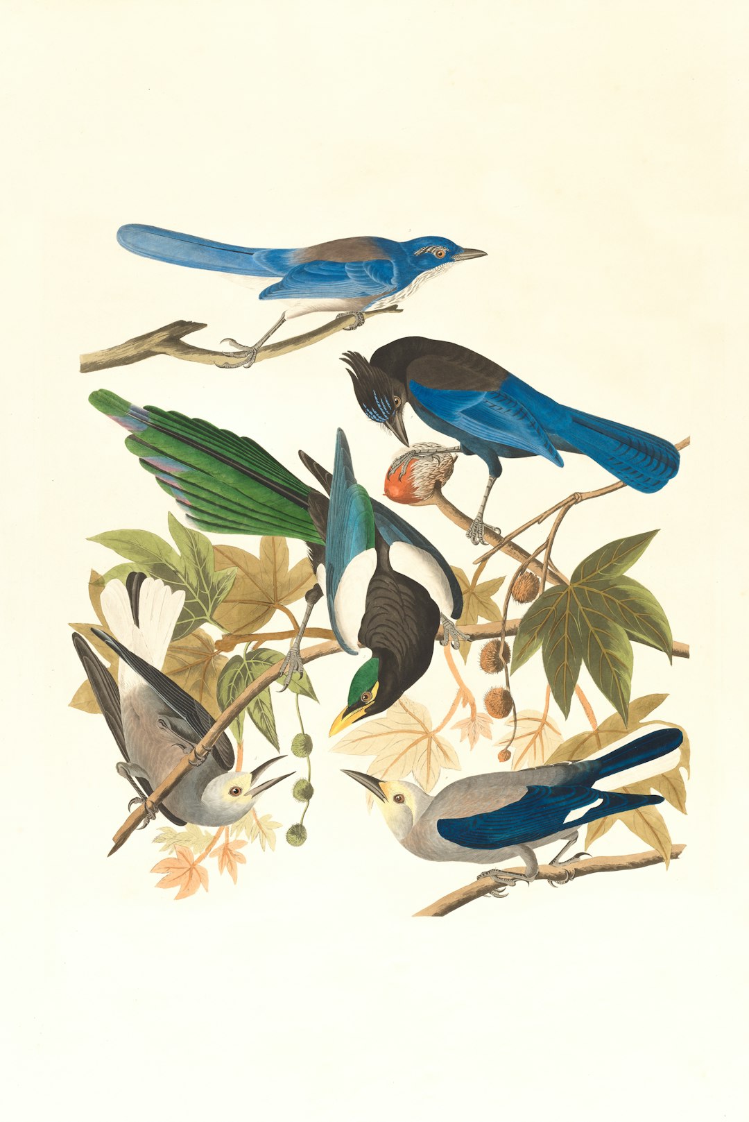 Yellow-billed magpie, Stellers jay, Ultramarine jay and Clark's crow. Artist:
Audubon, John James, 1785-1851 https://ark.digitalcommonwealth.org/ark:/50959/9s16d723n
Please visit Digital Commonwealth to view more images: https://www.digitalcommonwealth.org.
by Gamification Hub blue and black bird on tree branch